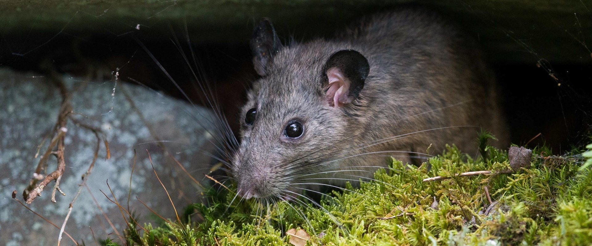 Creating A Pest-Free Oasis: Combining Rat Control Service And Lawn Pest Control In Rocklin, CA