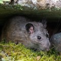 Creating A Pest-Free Oasis: Combining Rat Control Service And Lawn Pest Control In Rocklin, CA