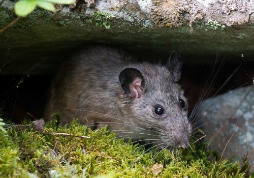 Creating A Pest-Free Oasis: Combining Rat Control Service And Lawn Pest Control In Rocklin, CA